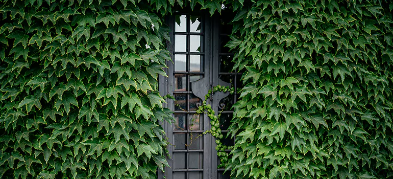 Garden Gate Repair in Alameda, CA