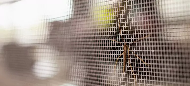 Repair Mosquito Mesh For Windows in Alameda, CA